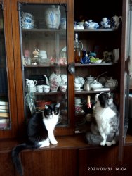 Миу и Лавашик инспектируют шкаф.jpg
