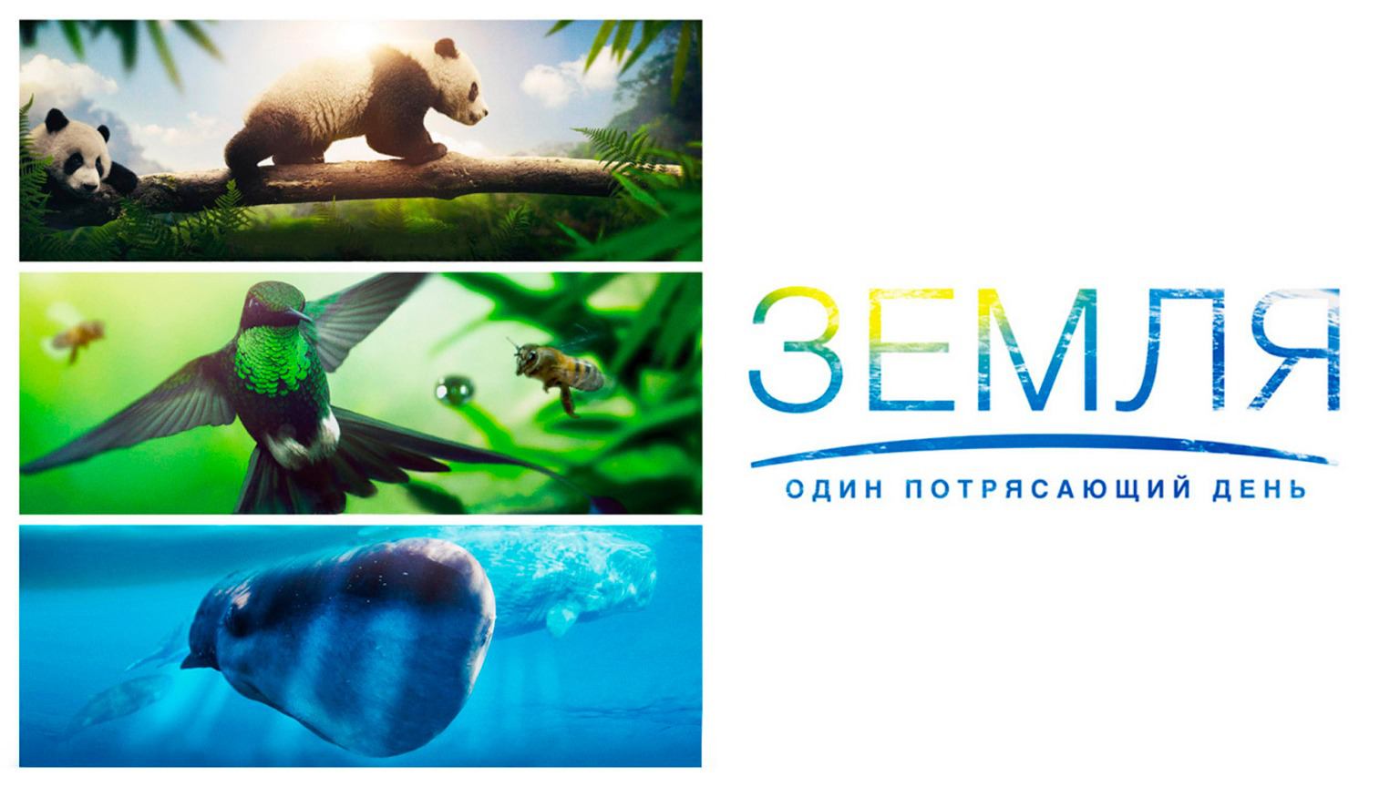 rutube.ru